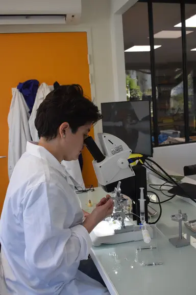 Insémination de reines d'abeilles par Marilene Paillard au laboratoire d'Apinov