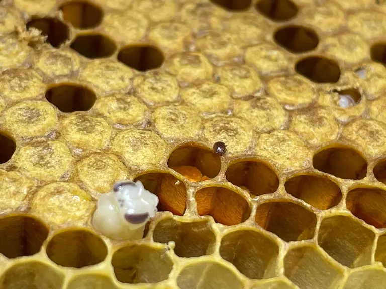 Varroa destructor reste l’ennemi numéro un des colonies