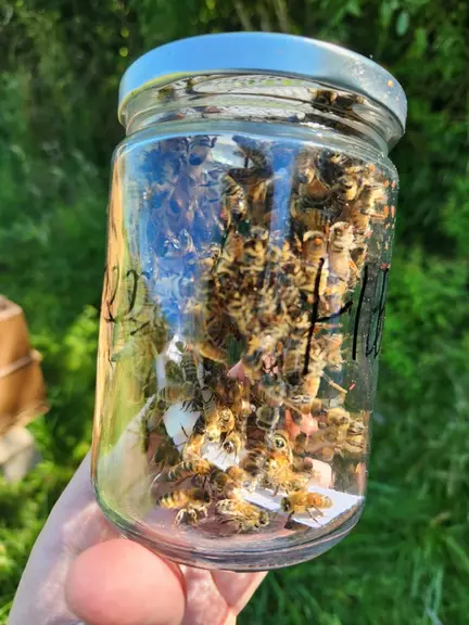 Le test de Pettis permet d’évaluer la sensibilité des varroas phorétiques en exposant un échantillon d’abeilles infestéesà cha
