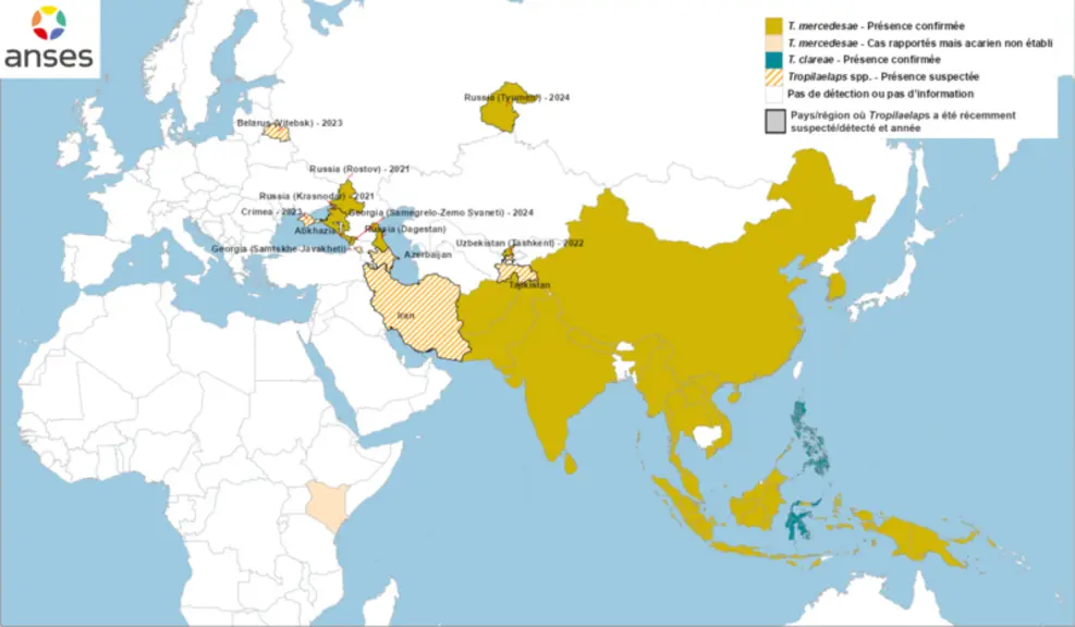 Répartition géographique des deux espèces de « Tropilaelaps » observées chez « A. mellifera » (« T. clareae » et « T. mercedes