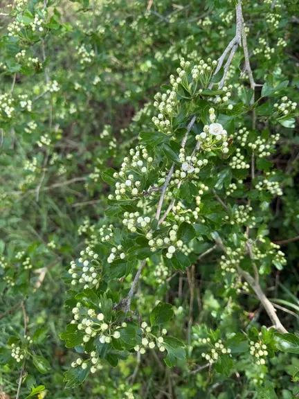 L’aubépine, une ressource mellifère du printemps bocager