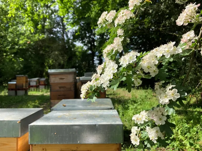 L’aubépine monogyne (Crataegus Monogyna) offre une miellée printanière singulière.