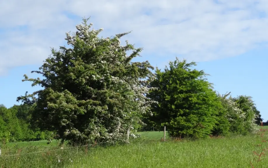 L'aubépine témoigne aussi des enjeux écologiques et patrimoniaux liés aux haies.