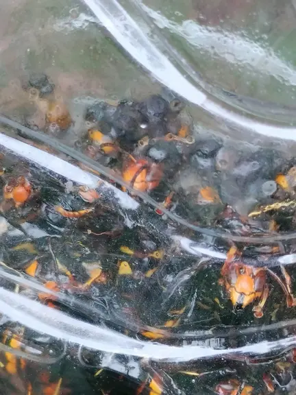 Frelons asiatiques piégés