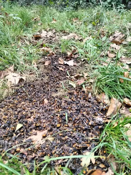 Tapis d'abeilles mortes