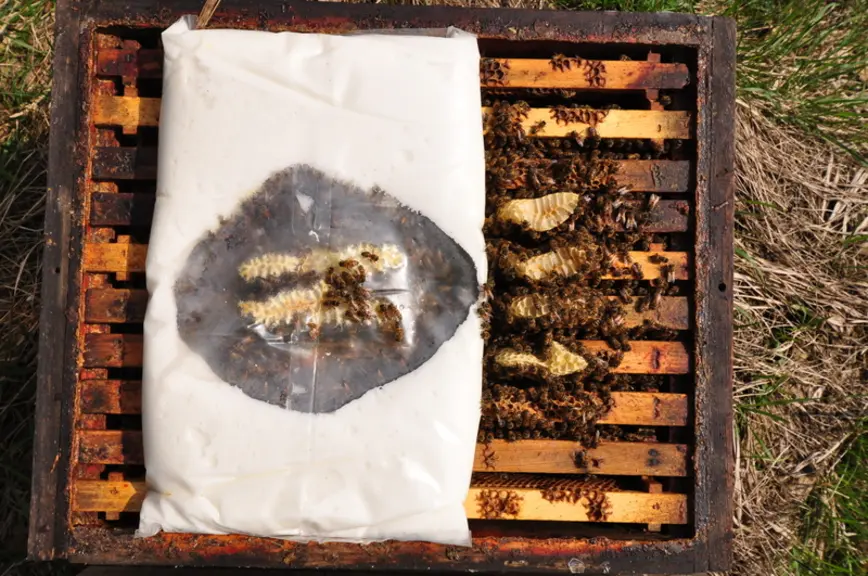 En apiculture conventionnelle, le sirop du commerce (80 %) est préféré au sirop « maison » (18 %).