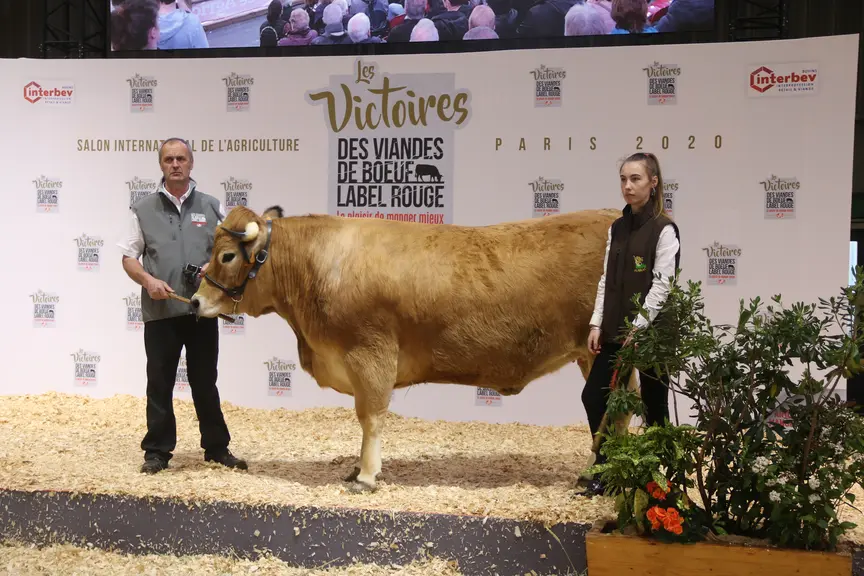 Race Aubrac : Napole au Gaec de la Buge, Lozère (48)