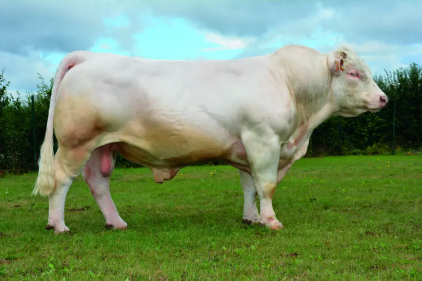 taureau charolais univers