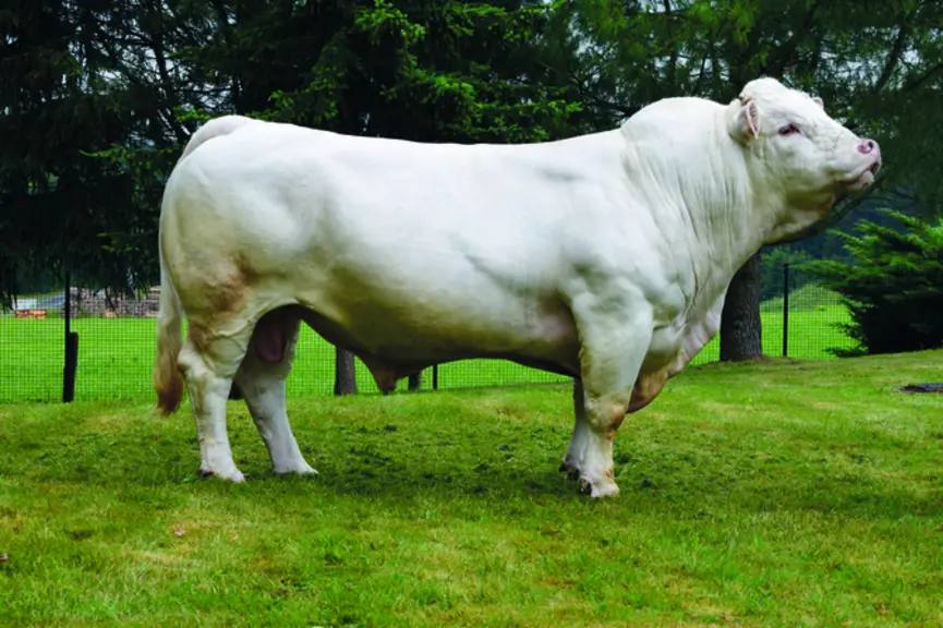 taureau charolais univers