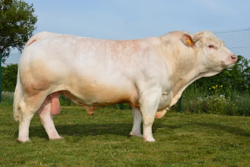 taureau charolais univers