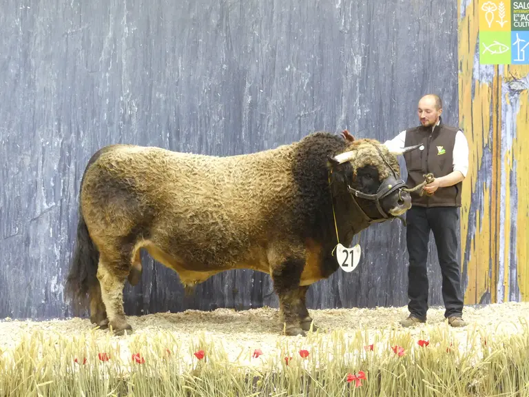 Rappel de championnat pour Imanol appartenant au Gaec Batifol (Lozère)