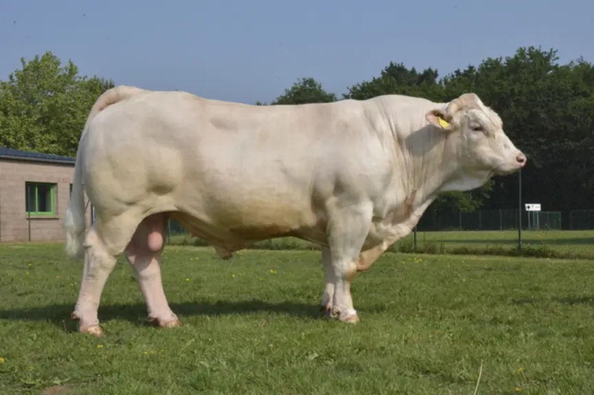 taureau charolais univers