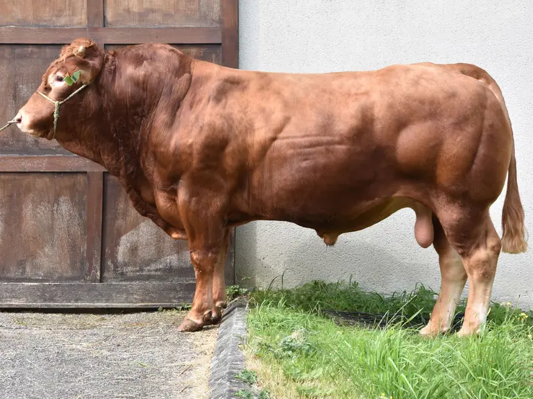 taureau limousin Crealim 2020 Jaurel
