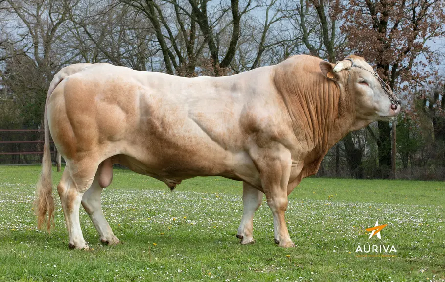 taureau auriva elevage blonde d'aquitaine Jazzman