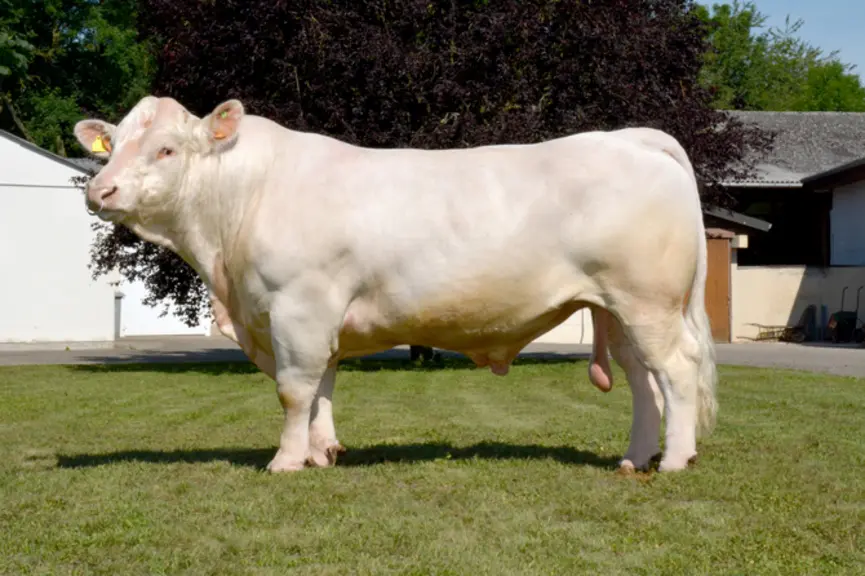 taureau charolais univers