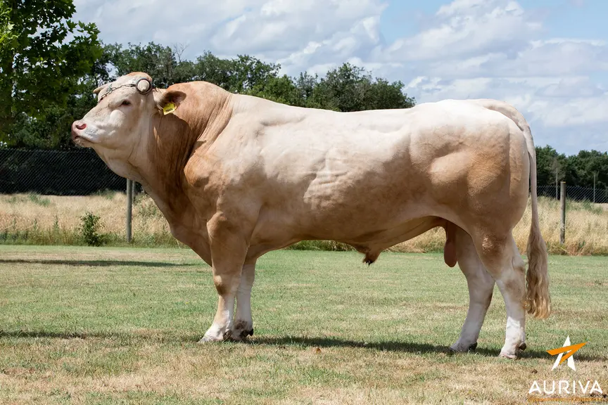 taureau blonde d'aquitaine insémination Auriva