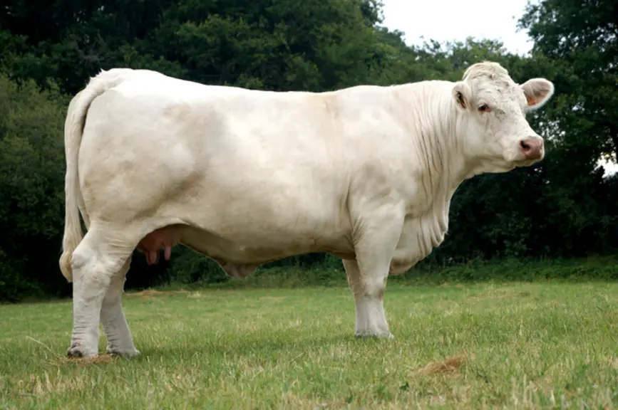 taureau Charolais Gènes Diffusion