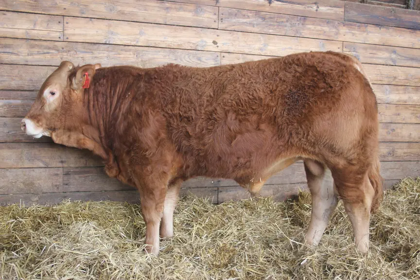 Oklahoma top price des espoirs à Lanaud en mars 2019