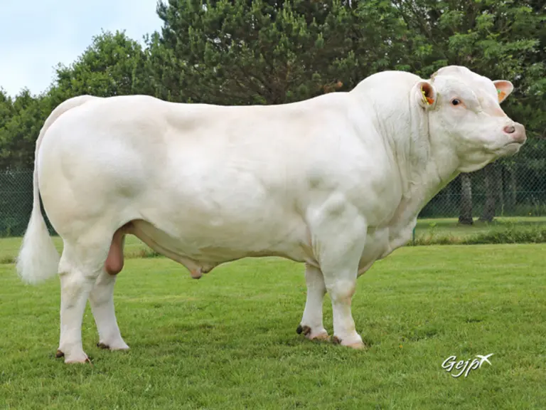 taureau charolais univers