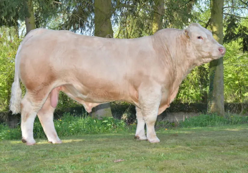taureau charolais Univers Leluron