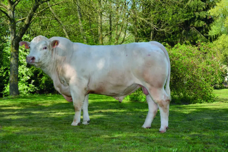 taureau charolais univers