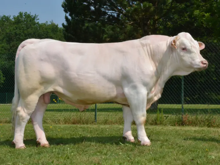 taureau charolais univers