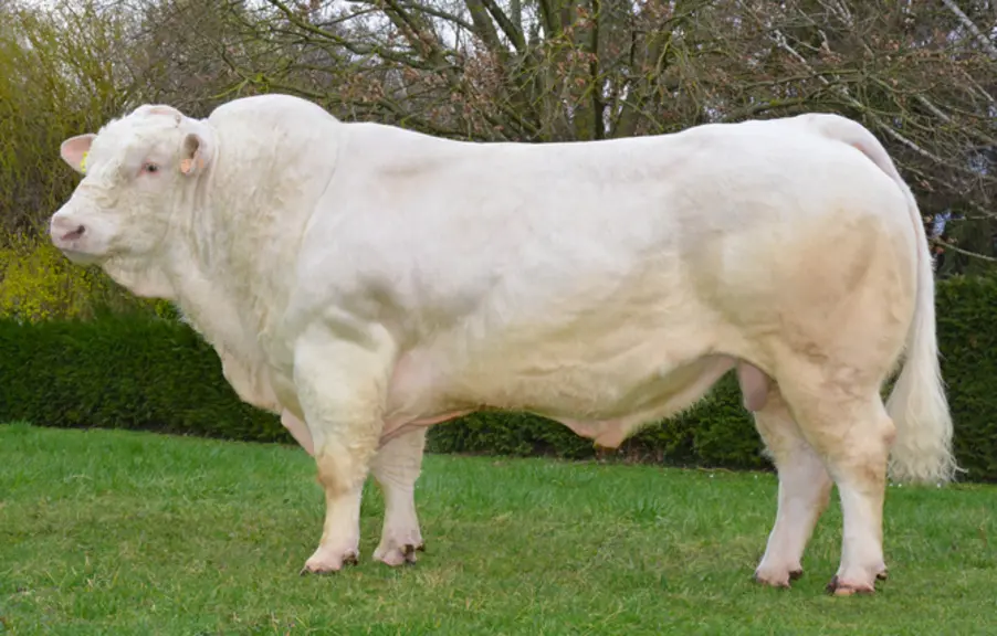 Magique taureau d'insémination Charolais Univers