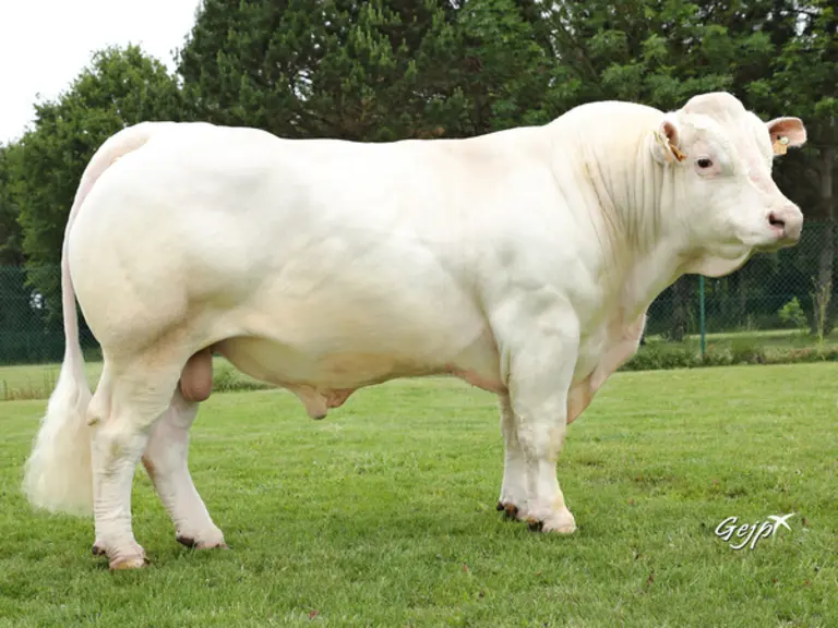 taureau charolais univers