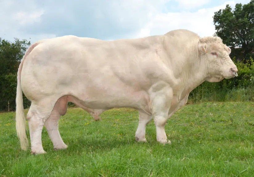 taureau charolais Univers Mon Chic