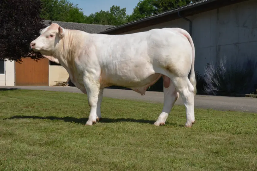taureau charolais univers