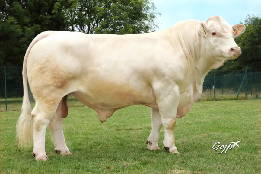 taureau charolais Univers Nounours