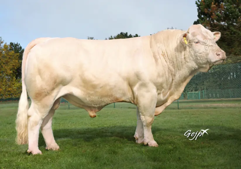 taureau Charolais Univers Nuts