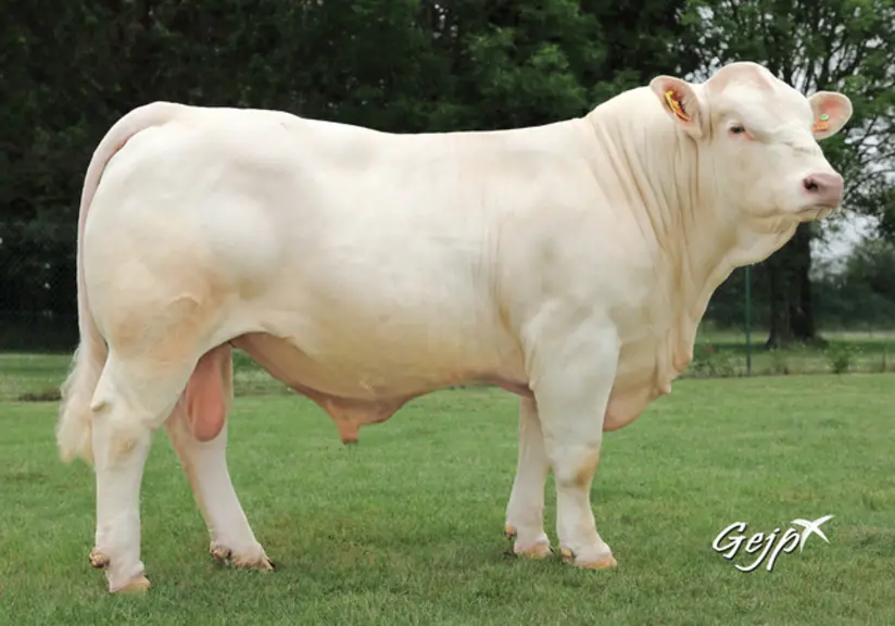 taureau charolais Univers Oriflam PP