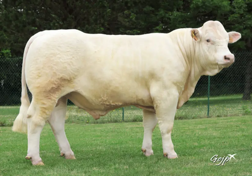 taureau charolais Univers Ossons