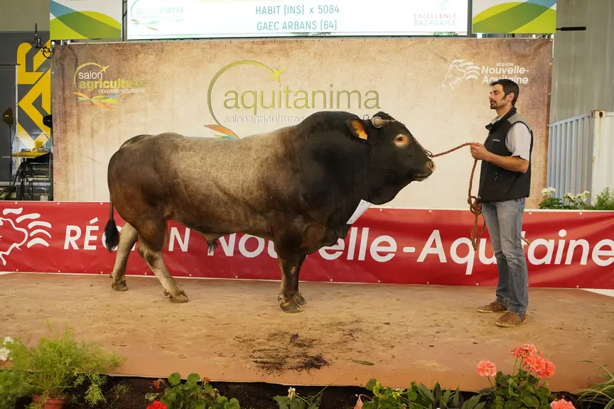 taureau de race Bazadaise Aquitanima