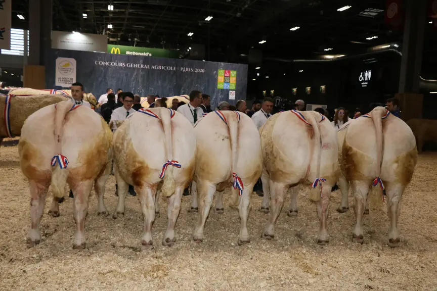 champions charolais salon de l'agriculture 2020