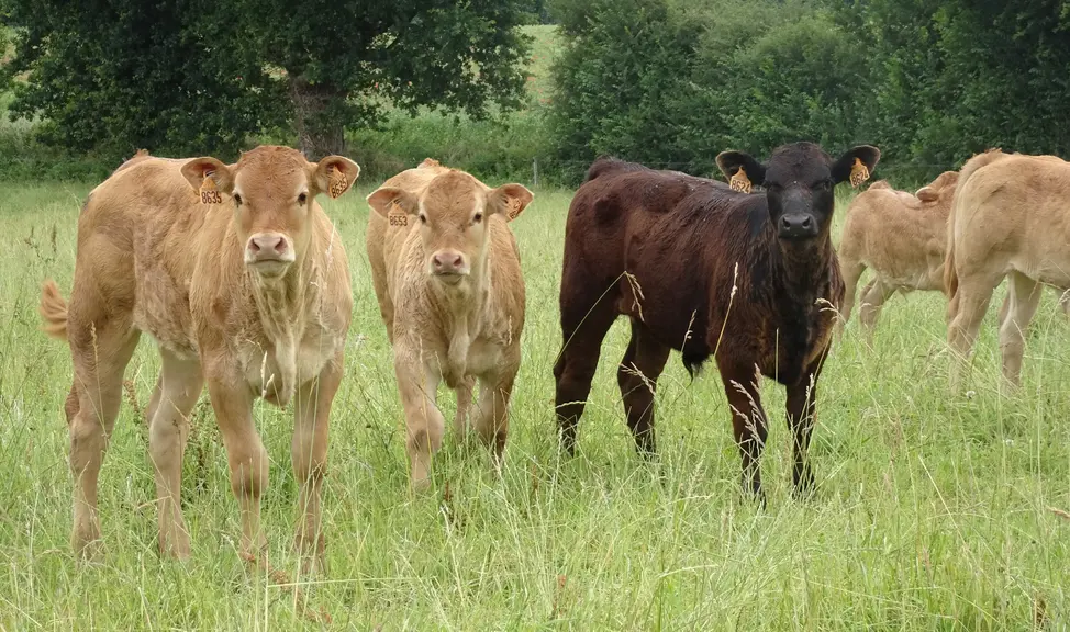 veaux limousins dont un croisé angus