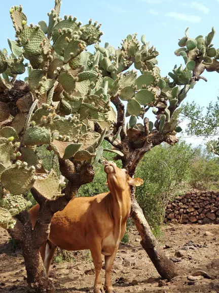 vache limousine au Mexique