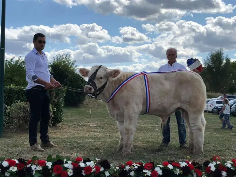 charolaise concours national des veaux 2020