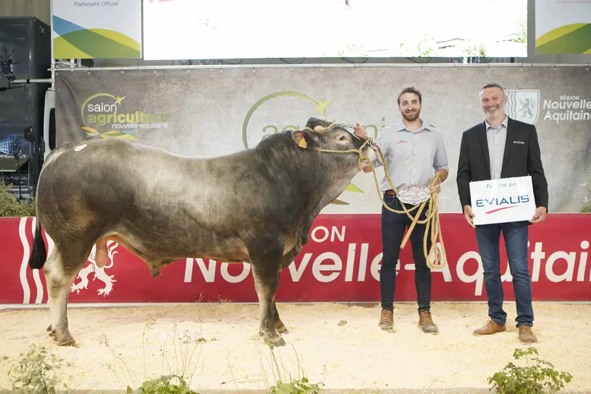 concours race Bazadaise Aquitanima Bordeaux