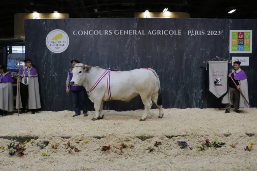 Pastis, appartenant au Gaec Lassalle (Aude), a fait son retour sur le ring au lendemain du concours des animaux gras Label Rouge Gasconne des Pyrénées