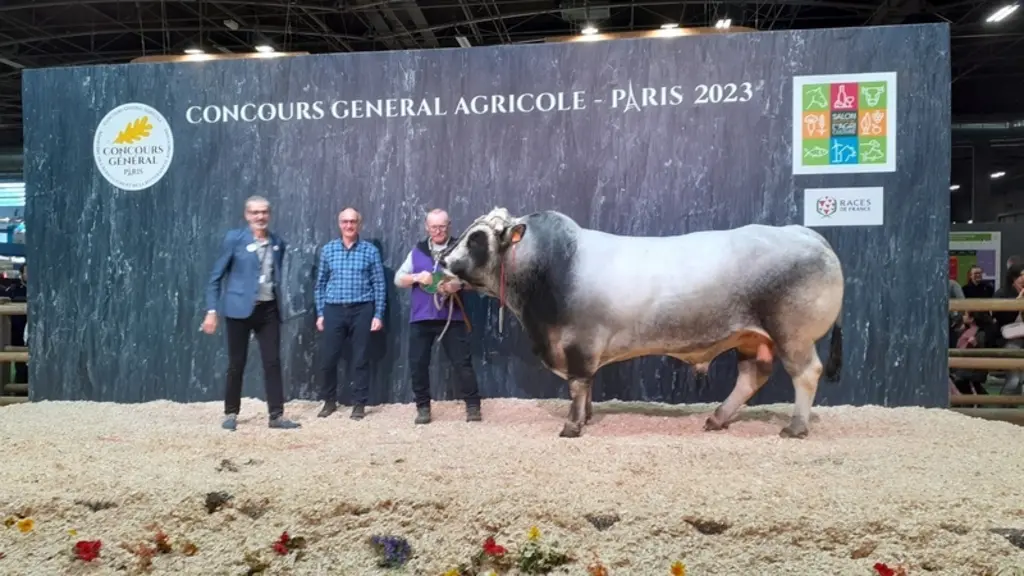 Occiput (du père Fabuleux), appartenant au Gaec de Campcairolle (Aude), a décroché la première place de la section des taureaux adultes. Ce taureau de