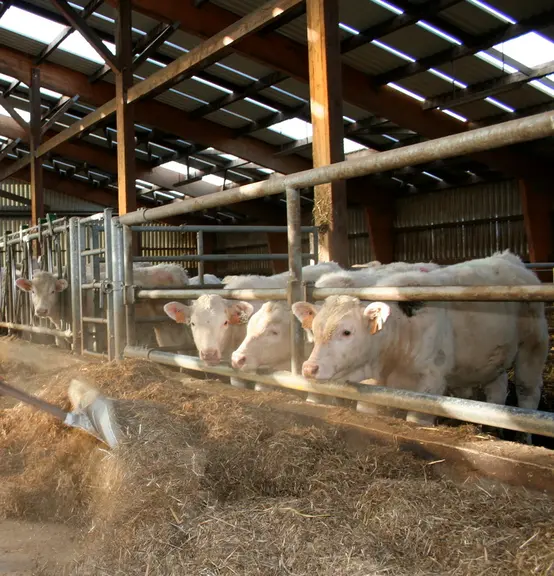 broutards charolais