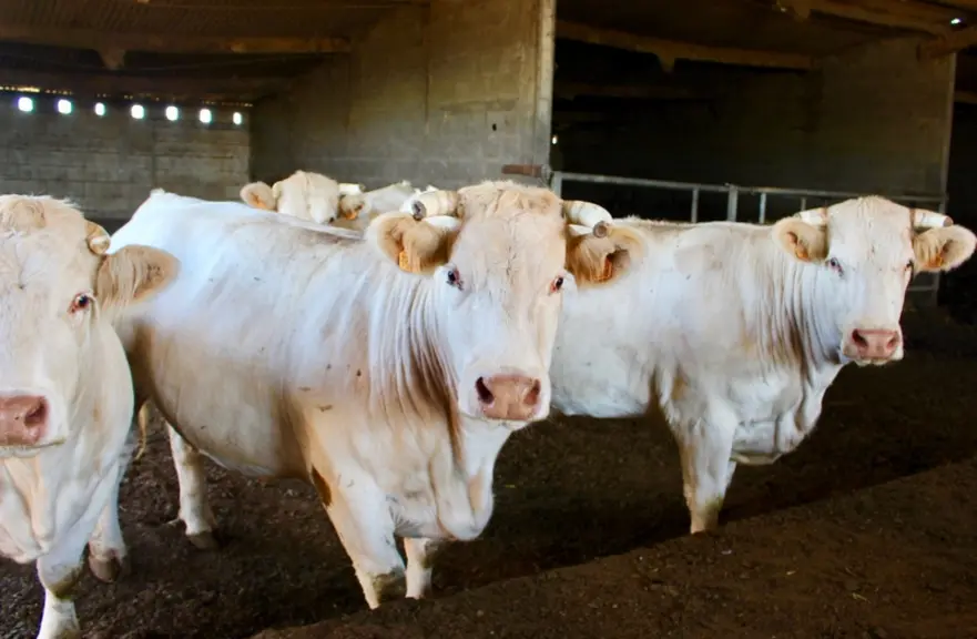 Les vaches en finition dans la filière Nouvelle agriculture. Près de 60 % des femelles vendues sont valorisées dans cette filière.    © S. Bourgeois