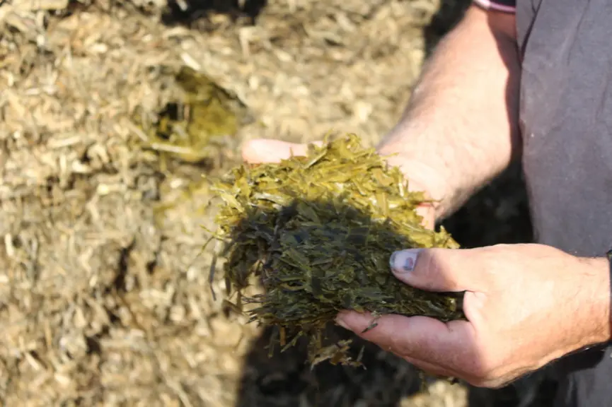 De l'ensilage de méteil sorgho fourrager-féverole est récolté à 20 % de MS sur une dizaine d'hectares (rendement 3,8 tMS/ha cette année). © S. Bourgeo