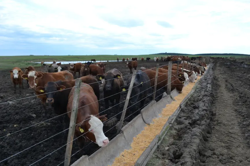 Pas d'abris, pas de litière et des kilomètres de mangeoires à ciel ouvert. L'agencement retenu pour les feedlots argentins ressemble quand même beauco