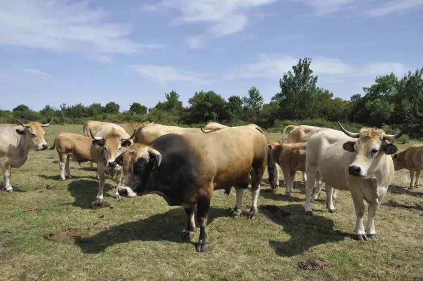 Les vêlages sont étalés avec un pic en hiver. L’éleveur pratique un taux de renouvellement élevé (25 %) pour pouvoir vendre des vaches jeunes (4 à 8 a