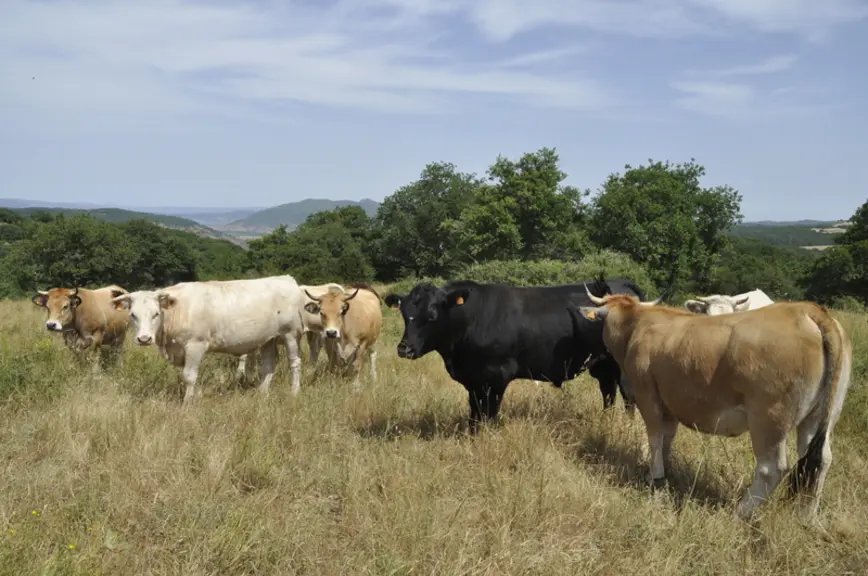 Les primipares sont saillies par un taureau Angus. Les veaux croisés Angus, mâles et femelles, seront élevés jusqu’à trois ans. © B. Griffoul