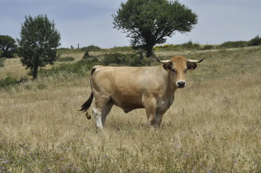 Un bœuf de 4-5 ans qui a pesé 550 kg carcasse. Les animaux sont abattus à Saint-Affrique (Aveyron), à une heure et demi de route, et découpés dans un
