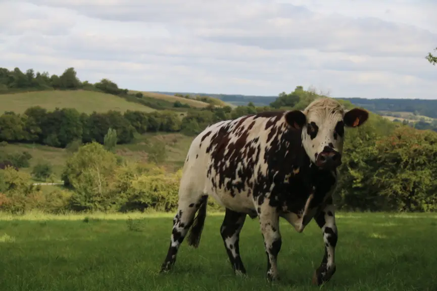 Les éleveurs de Normandes ont fait perdurer la production traditionnelle de bœufs et souhaitent aujourd’hui la faire reconnaître. © C. Delisle